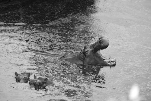 A Hippo used as a sign of domination spell by Batha