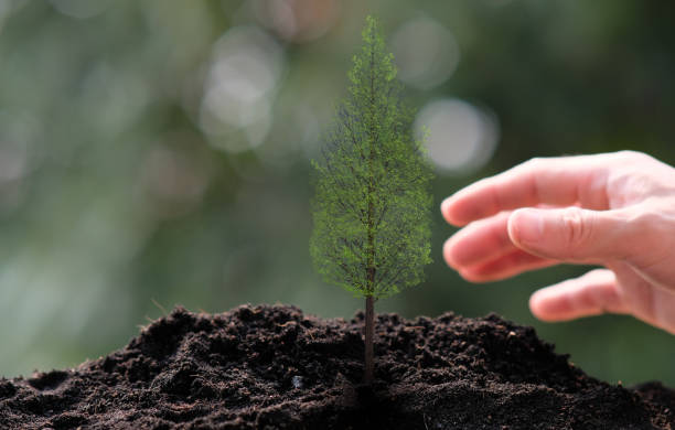 Divorce Ritual Ideas 7 Planting a tree to symbolize growth after divorce.
