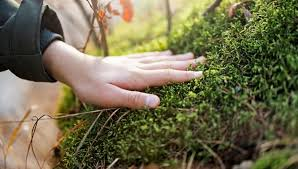 Powerful Love Spells in Sweden 15 Uppsala forest moss being harvested for authentic karleksbesvarjelser