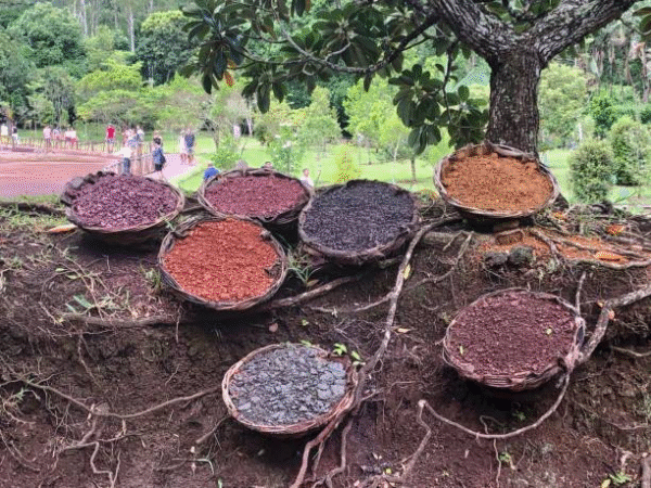 Emotional healing herbs used in the best love spells in Mauritius that work